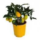 Bild 2 von GARDENLINE Zitrusbäumchen