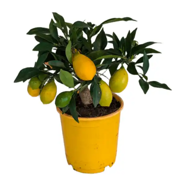 Bild 2 von GARDENLINE Zitrusbäumchen