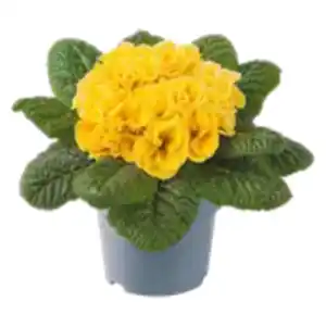 Gefüllte Primeln Sondersorten