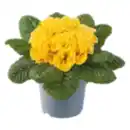 Bild 1 von Gefüllte Primeln Sondersorten