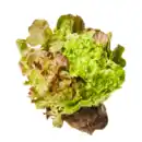 Bild 1 von Salat mit Wurzelballen