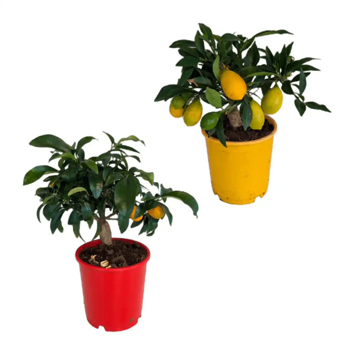 Bild 1 von GARDENLINE Zitrusbäumchen