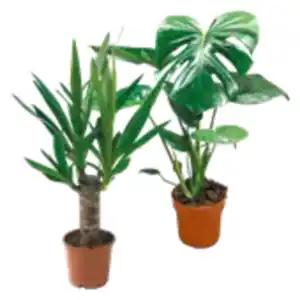 Yucca Palme oder Monstera