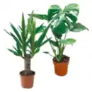 Bild 1 von Yucca Palme oder Monstera