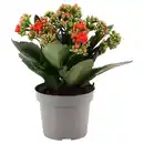 Bild 1 von GARDENLINE Kalanchoe