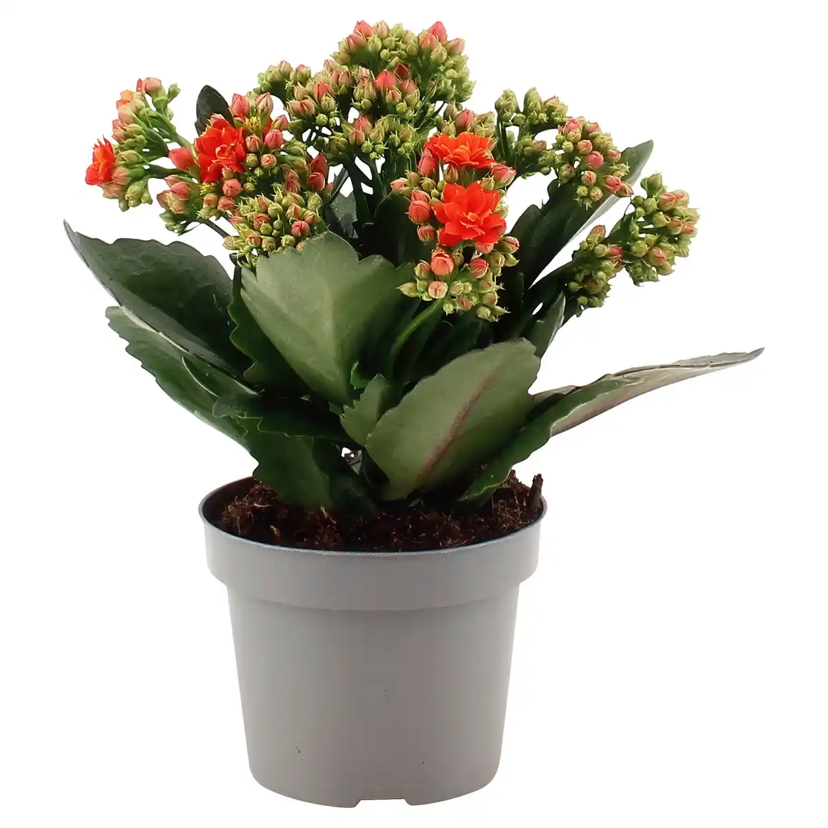 Bild 1 von GARDENLINE Kalanchoe