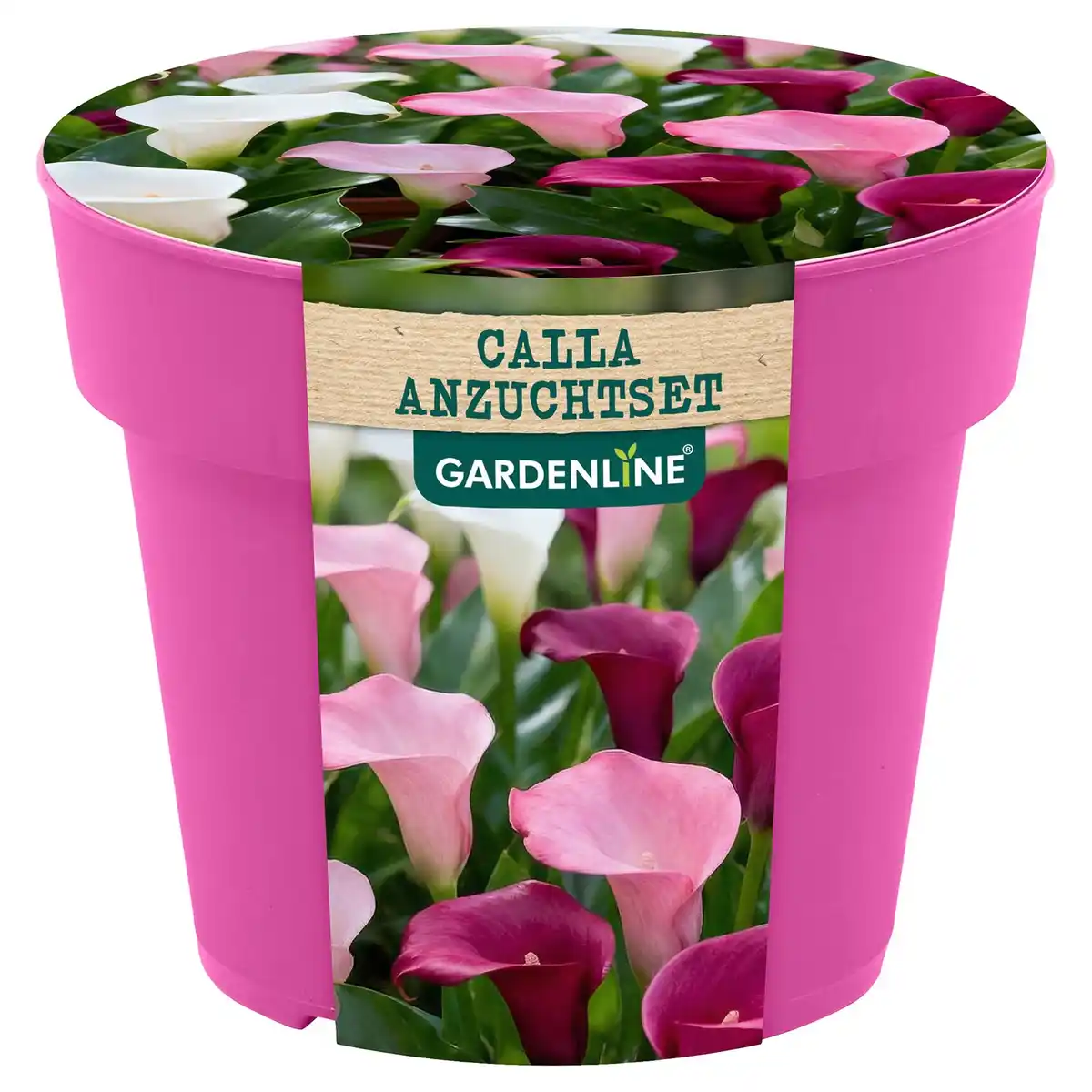 Bild 1 von GARDENLINE Calla Anzuchtset