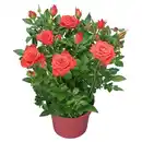 Bild 1 von GARDENLINE Rose