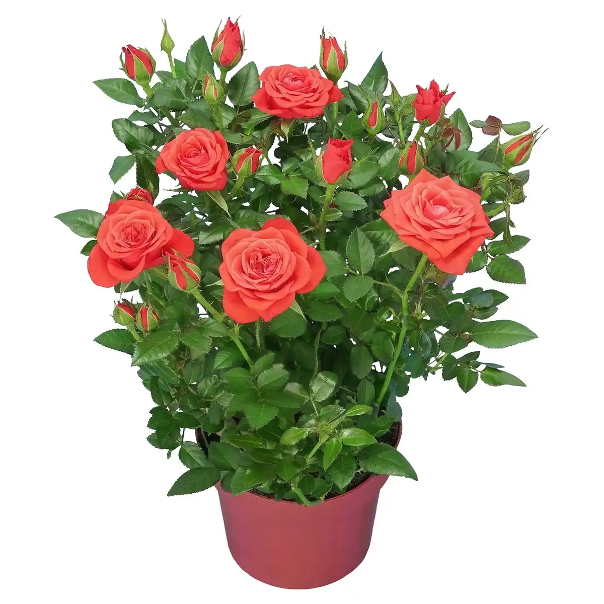 Bild 1 von GARDENLINE Rose