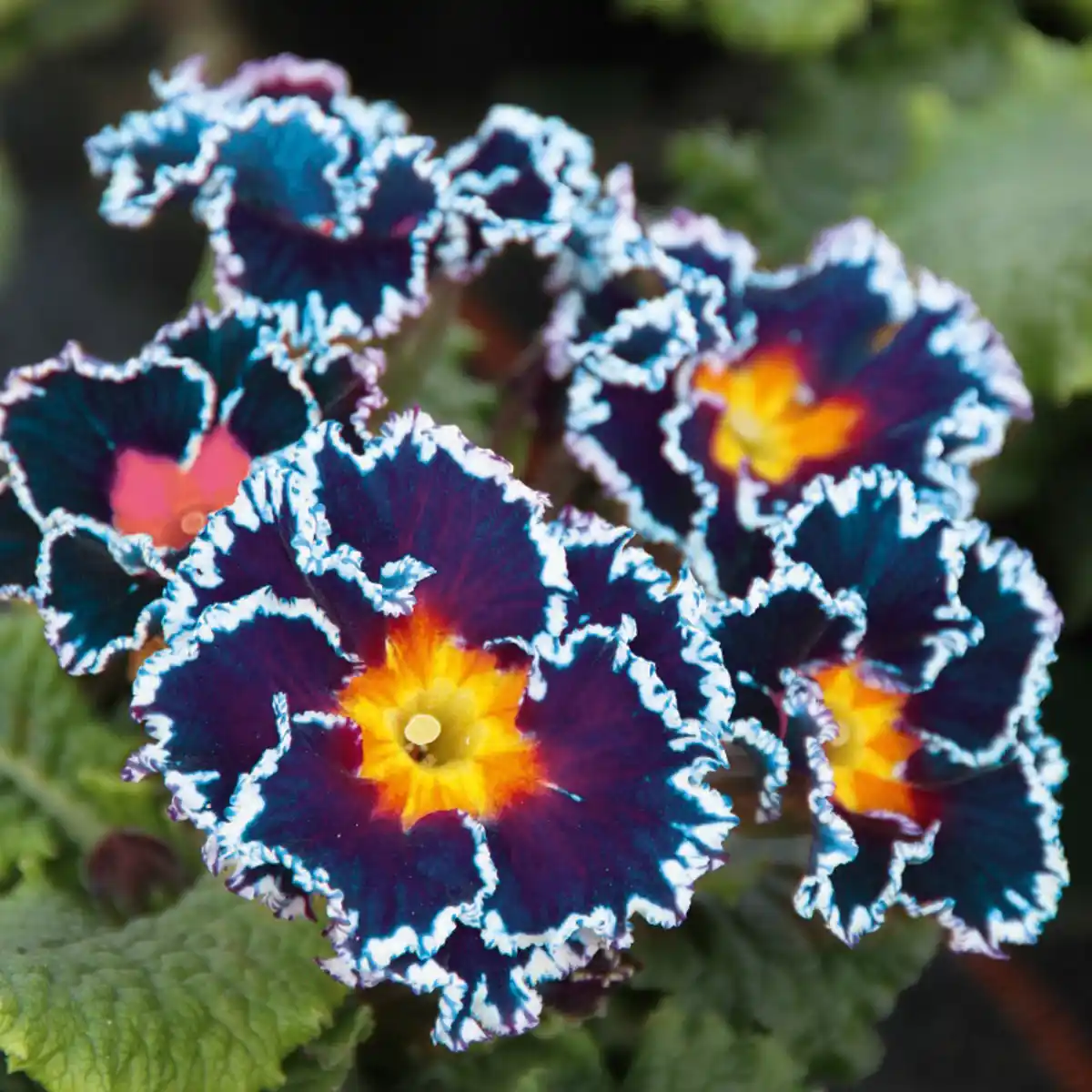 Bild 2 von Jupiter-Star-/ Zuckerguss-Primel