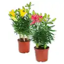 Bild 1 von Asiatische Lilie