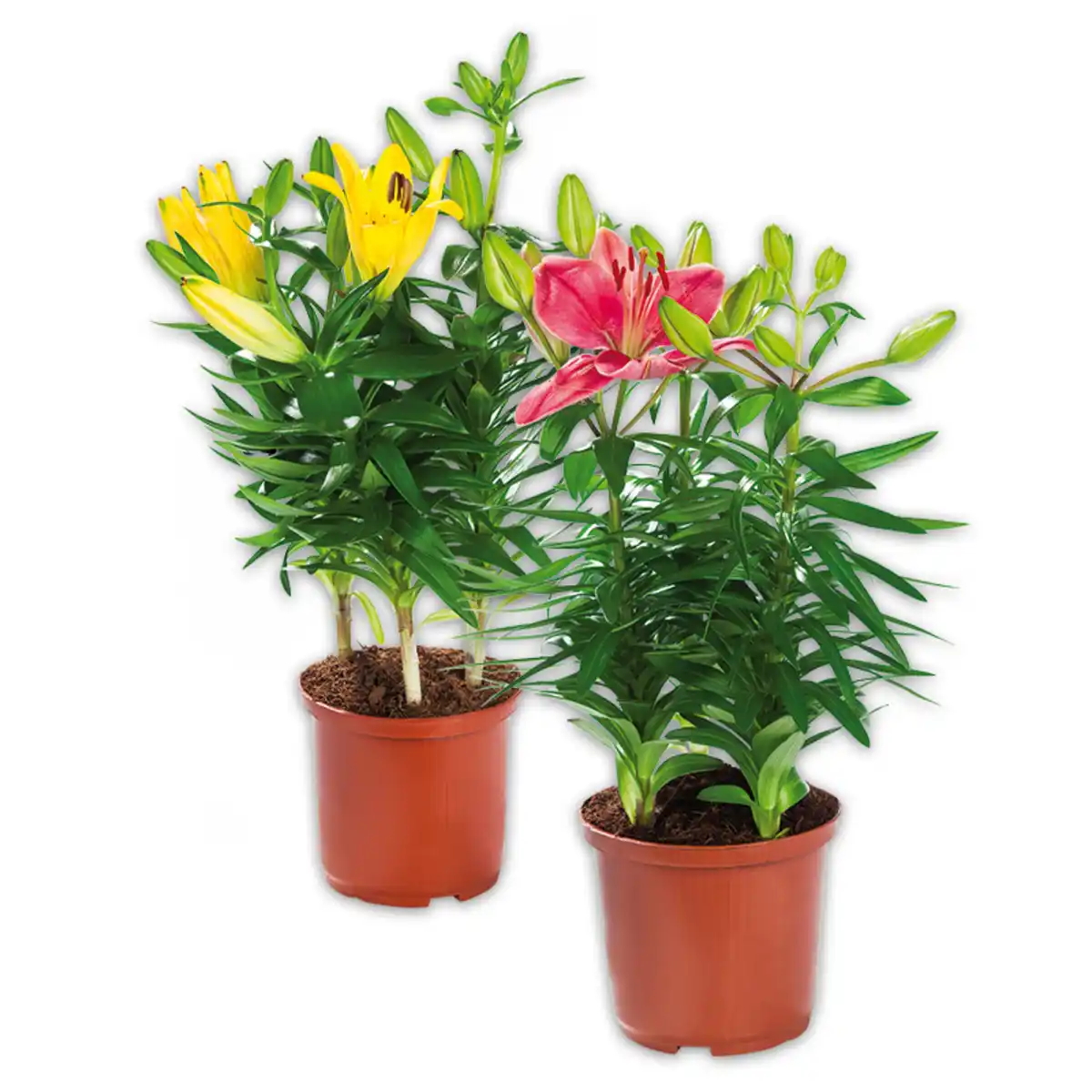 Bild 1 von Asiatische Lilie