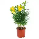 Bild 2 von Asiatische Lilie