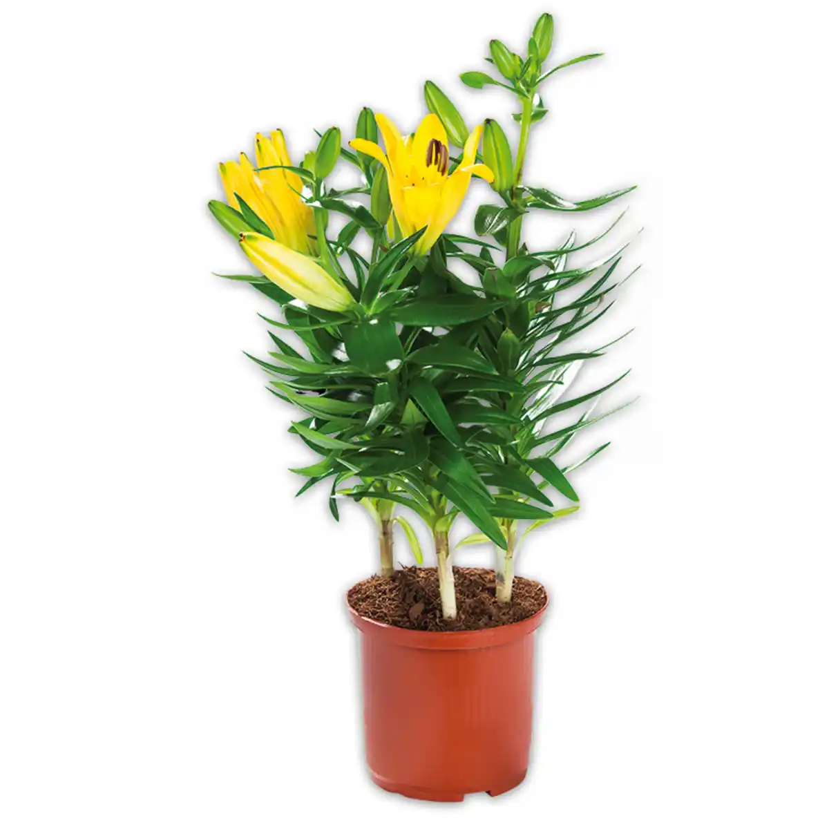 Bild 2 von Asiatische Lilie