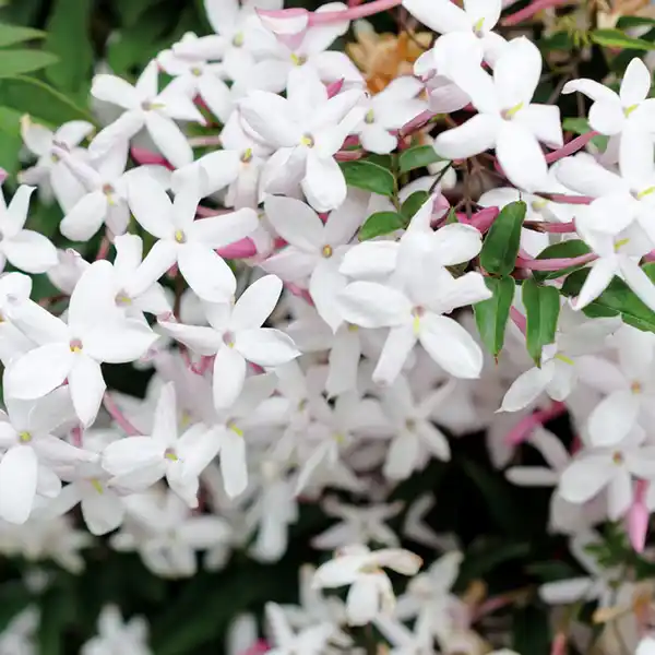 Bild 2 von Duft-Jasminum Polyanthum