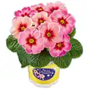 Bild 1 von Jupiter-Star-/ Zuckerguss-Primel