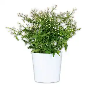 Duft-Jasminum Polyanthum