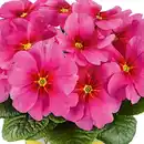 Bild 3 von Jupiter-Star-/ Zuckerguss-Primel