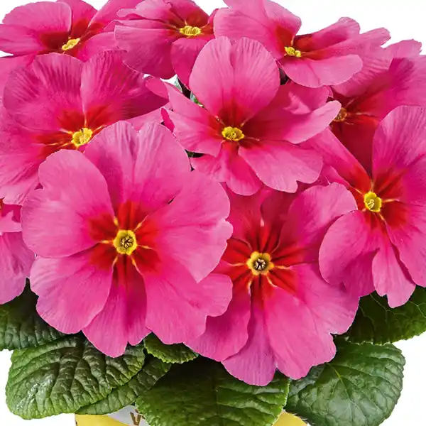 Bild 3 von Jupiter-Star-/ Zuckerguss-Primel