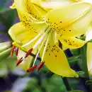 Bild 4 von Asiatische Lilie