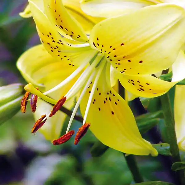 Bild 4 von Asiatische Lilie