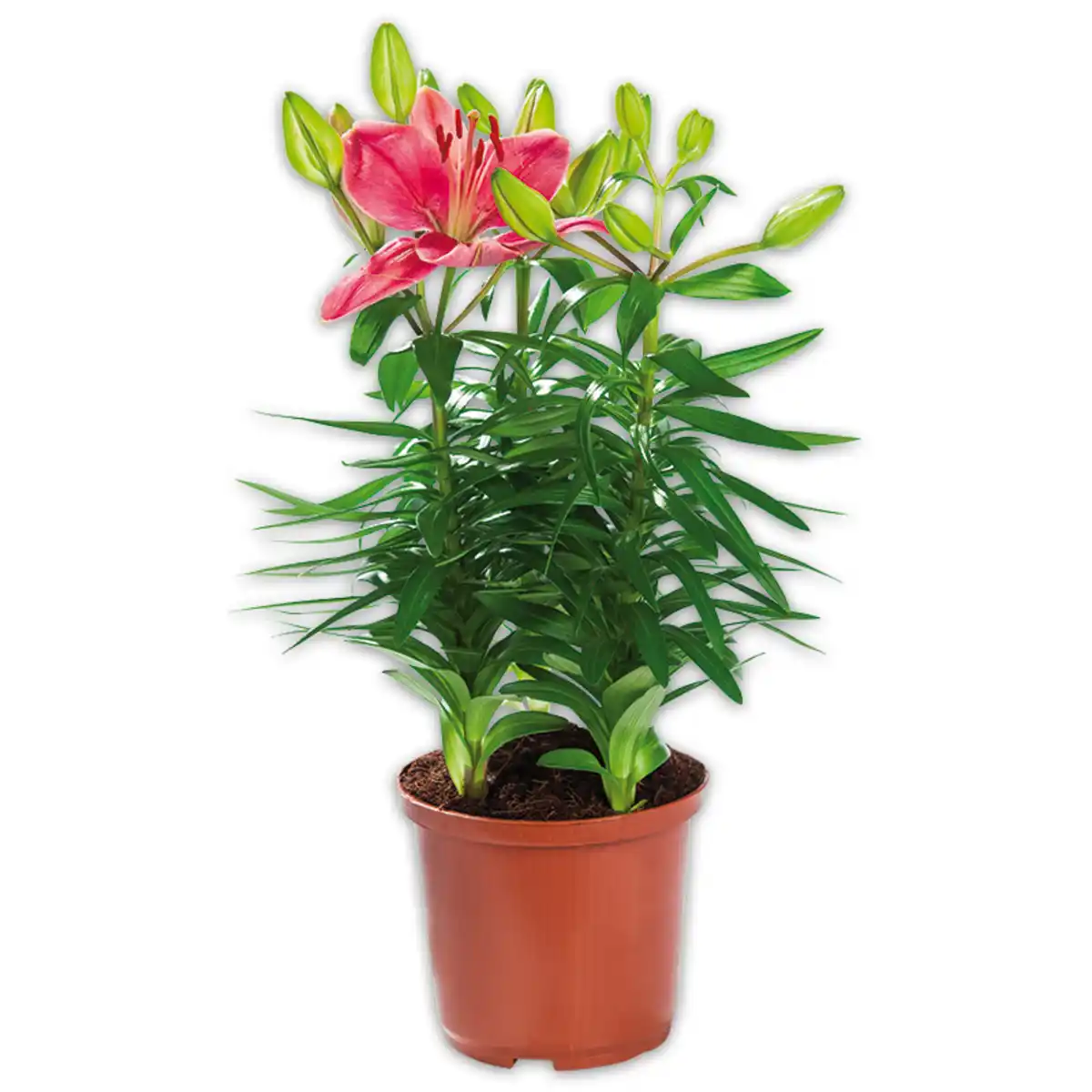 Bild 3 von Asiatische Lilie