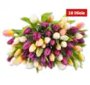 Bild 1 von Tulpen „Hot & Fresh“*