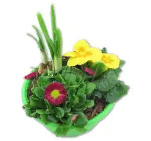 Bepflanzte Frühlingsschale*