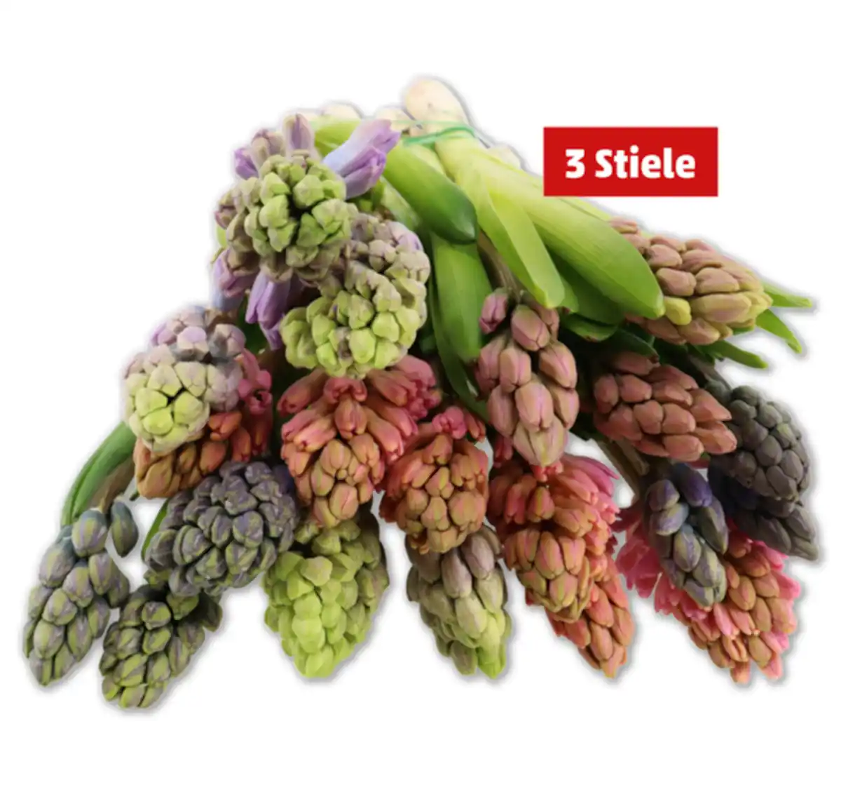 Bild 1 von Hyazinthen*