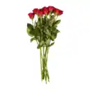 Bild 3 von GARDENLINE Rosen