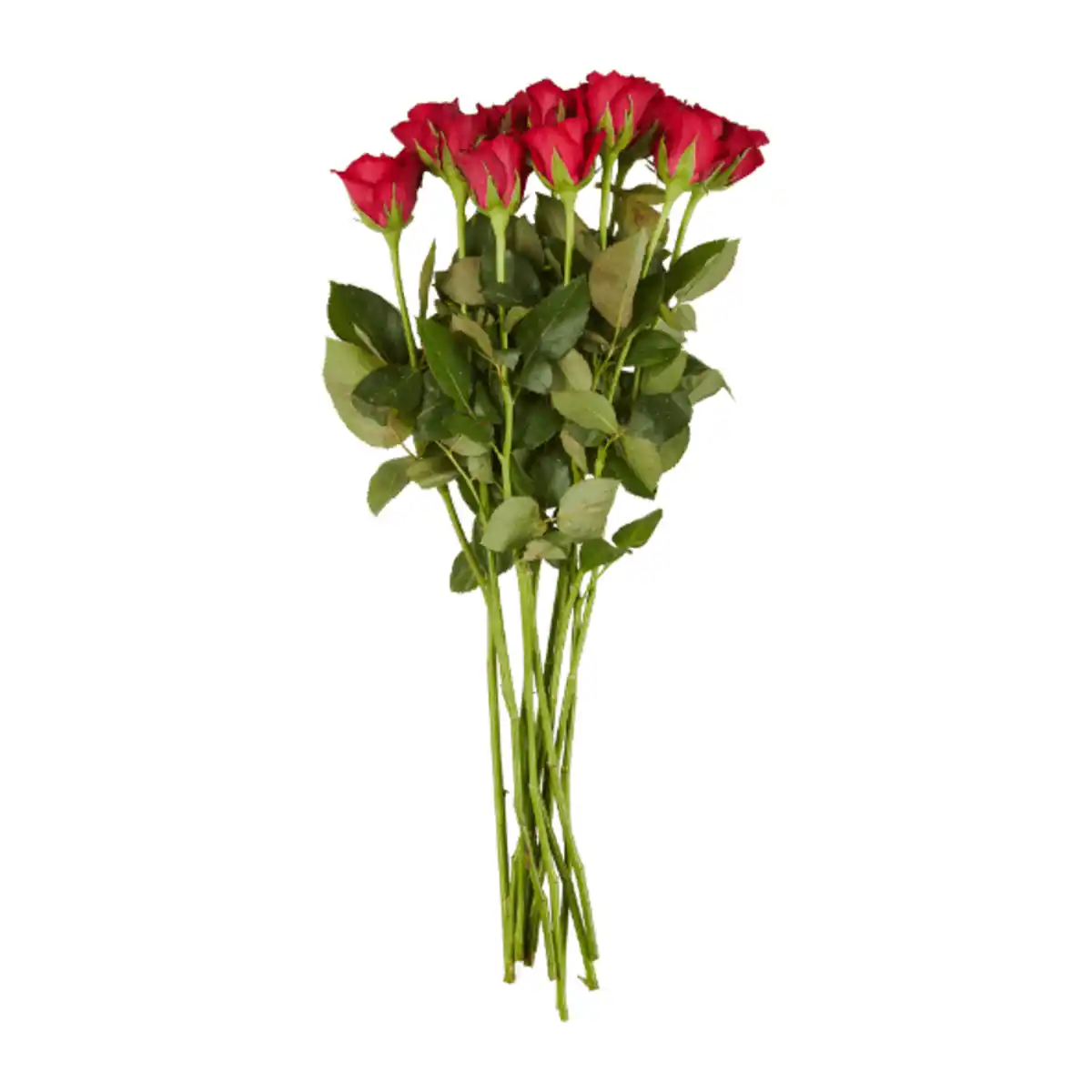 Bild 3 von GARDENLINE Rosen