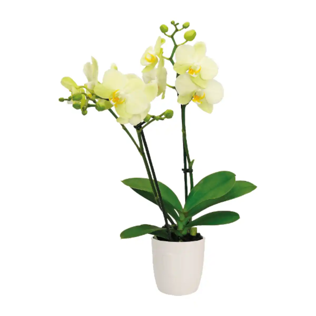 Bild 4 von GARDENLINE Phalaenopsis