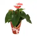 Bild 2 von GARDENLINE Anthurie