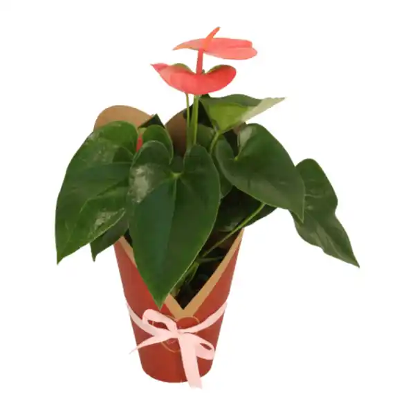 Bild 2 von GARDENLINE Anthurie