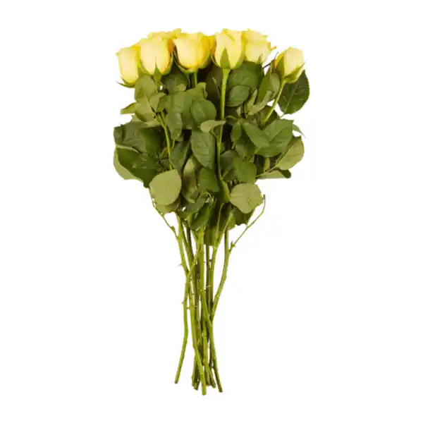 Bild 4 von GARDENLINE Fairtrade-Rosen