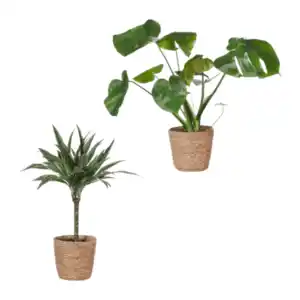 GARDENLINE Grünpflanze