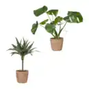 Bild 1 von GARDENLINE Grünpflanze