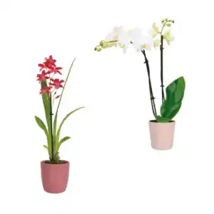 GARDENLINE Phalaenopsis