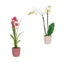 Bild 1 von GARDENLINE Phalaenopsis