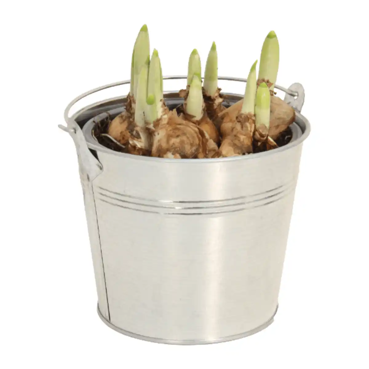 Bild 4 von GARDENLINE Blumenzwiebeln im Zinktopf