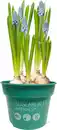 Bild 1 von Zwiebelpflanzen im 9 cm Topf Traubenhyazinthe Muscari