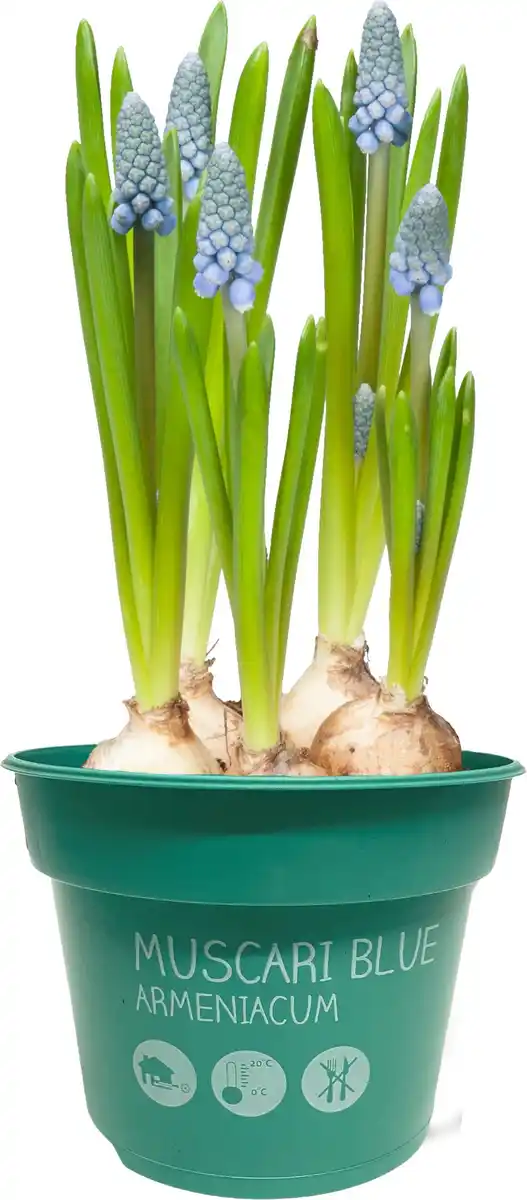 Bild 1 von Zwiebelpflanzen im 9 cm Topf Traubenhyazinthe Muscari