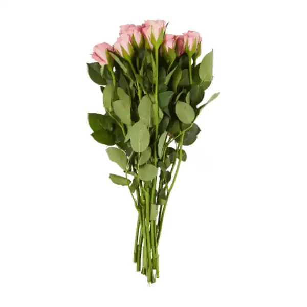 Bild 2 von GARDENLINE Rosen