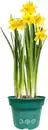 Bild 1 von Zwiebelpflanzen im 9 cm Topf Narzissen Narcissus Tete a Tete