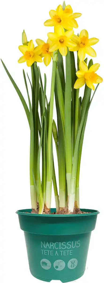Bild 1 von Zwiebelpflanzen im 9 cm Topf Narzissen Narcissus Tete a Tete