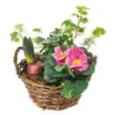 Bild 1 von Bepflanzter Holzkorb mit Frühlingsblumen