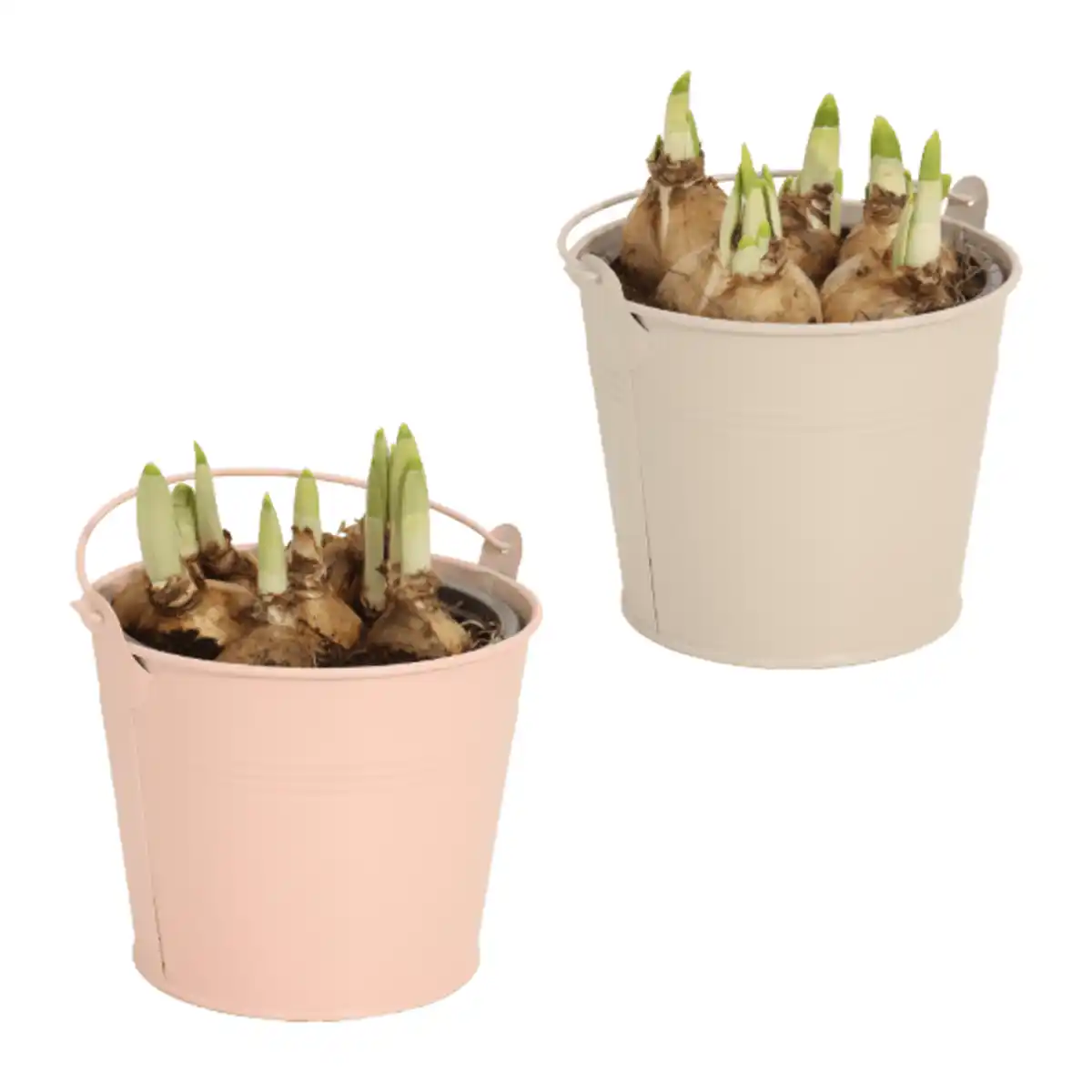 Bild 1 von GARDENLINE Blumenzwiebeln im Zinktopf