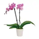 Bild 3 von GARDENLINE Phalaenopsis