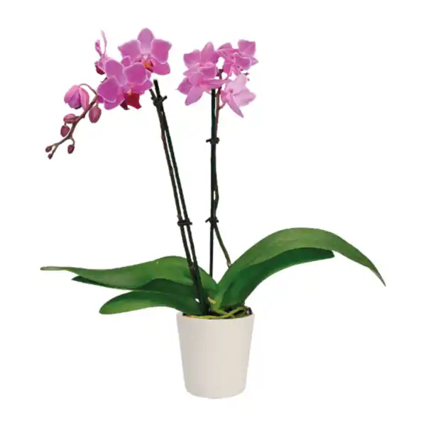 Bild 3 von GARDENLINE Phalaenopsis