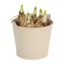 Bild 2 von GARDENLINE Blumenzwiebeln im Zinktopf